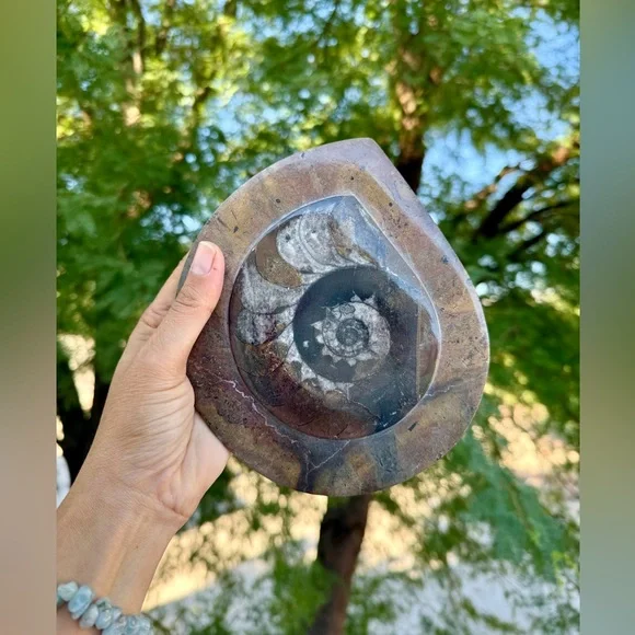 Ammonite Fossil from Morocco - Picture 2 of 6